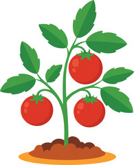 vector illustration of tomato