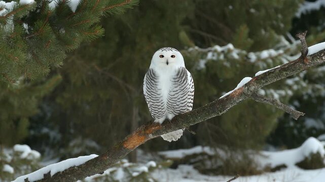 A snowy owl sits on a branch, overlooking a tranquil winter scene filled with snow and green.