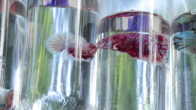 Vibrant red Betta fish swimming in clear plastic bag packaging