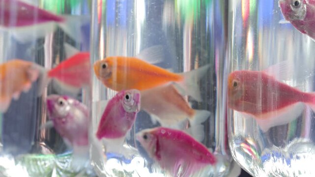 Vibrant Neon GloFish Tetras Sold in Plastic Bags at Pet Store