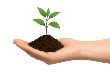 Nurturing a small green seedling growing from rich dark soil held gently in an open human hand on transparent background