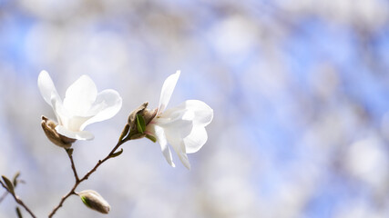 青空に映えるコブシの花