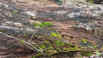 Natural tree trunk texture with detailed wood grain patterns. 