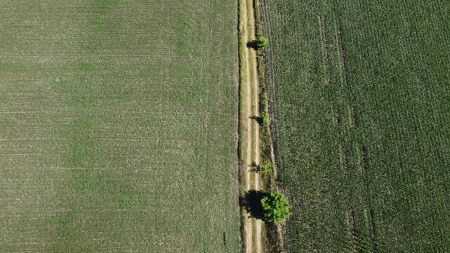 Vertical aerial view of a narrow dirt road cutting through a patchwork of green crop fields.