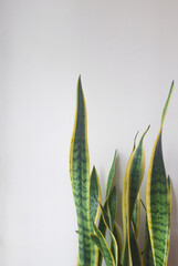 house flower sansevieria on a white background near the wall. Copy space 