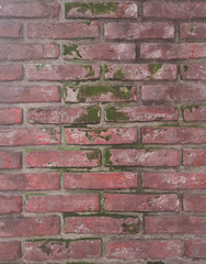 a fragment of a brick wall with green moss
