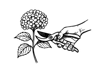 hydrangea hand drawn simple sketch vector illustration