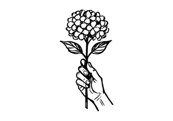 hydrangea hand drawn simple sketch vector illustration