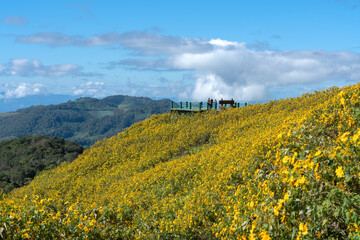 Mexican sunflower and marigold cover hillside with bright yellow flowers blue sky creating stunning natural view Mexican sunflower flower field