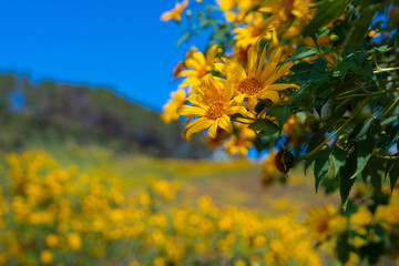 Mexican sunflower bloom brightly clear blue sky creating vibrant natural scene full of warmth Mexican sunflower flower field