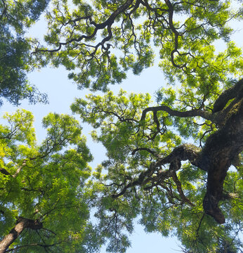 Young green leaves of the Tipuana tree, bottom view.