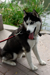 Siberian Husky Sitting by a Pond
