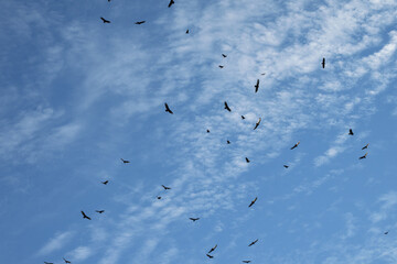 birds in flight