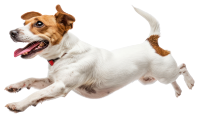PNG Jack Russell terrier dog background energetic playful.
