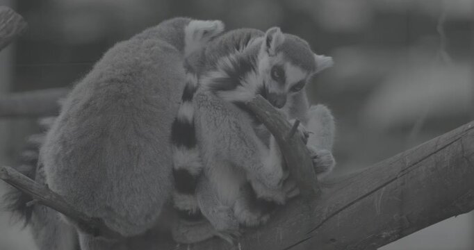 Three Lemurs Cuddling on Branch in Nature