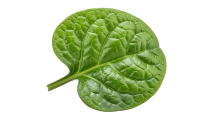A single fresh, vibrant green leaf, possibly spinach, showcasing its natural texture and healthy appearance, isolated on transparent background