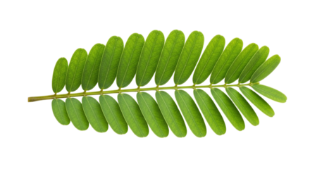 Fresh green compound leaf with multiple leaflets, showcasing its natural beauty and vibrant color, isolated on transparent background