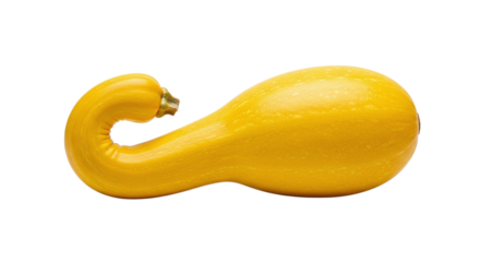 Fresh yellow crookneck squash, a vibrant and healthy vegetable, known for its distinctive curved neck and bright color, isolated on transparent background
