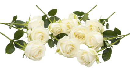 Multiple white roses with green stems on a transparent background PNG image PNG file for celebration