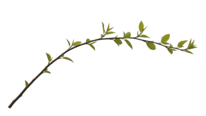 Fresh green branch with young leaves on a transparent background PNG file