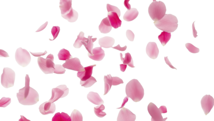 Delicate pink rose petals falling freely on a transparent background, PNG file