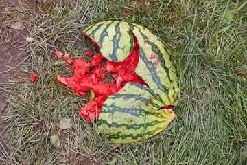 Dropped, broken watermelon on the ground