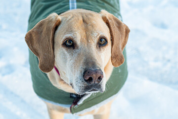 Sue the Yellow labrador retriever mix wearing a sweater in the snow staring at me to give her a treat because:  Treats 