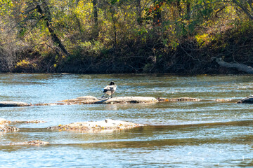 Canadian Goose cleaning itself on a rock in the James River on an Autumn day 
