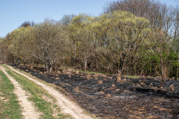 A road at the edge of a forest after a grass fire. Nature is recovering from a fire. A view of a country road in spring. The scorched earth in the forest begins to recover in the spring. 