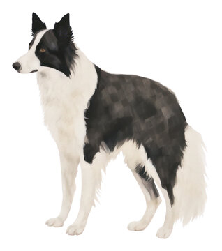 PNG Border collie dog mammal animal pet.