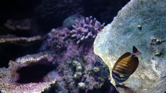 Zebrasoma desjardinii sailfin tang swimming underwater. Colorful sailfin tang fish in marine environment. Zebrasoma desjardinii close-up in tropical waters.
