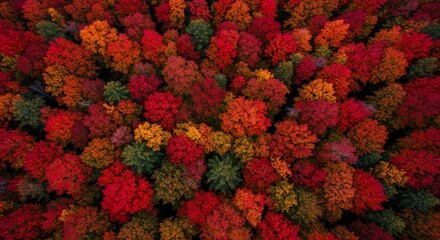 Vibrant Autumn Forest Canopy from Above.