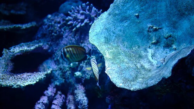 Zebrasoma desjardinii sailfin tang swimming underwater. Colorful sailfin tang fish in marine environment. Zebrasoma desjardinii close-up in tropical waters.