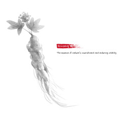 Hand-drawn ink wash painting of ginseng with roots, dried slices, leaves, and berries, in traditional monochrome brushwork style.