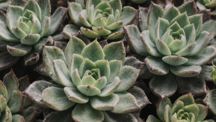 Close-up view of numerous, symmetrically arranged, rosette-shaped succulents
