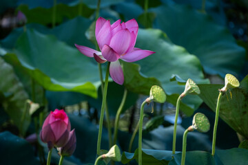 Obraz premium January 12, 2025: A panoramic view of the Tra Ly lotus field in Quang Nam province, Vietnam, during its peak blooming season.