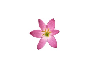 Pink rain lily flower (Zephyranthes rosea) isolated on white background. Botanical photography for creative design 