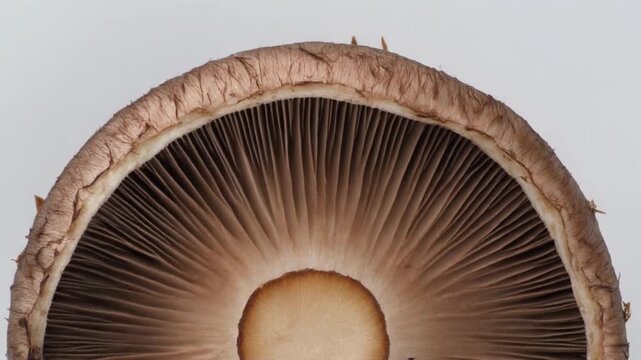 Close-up view of the underside of a large portobello mushroom revealing its intricate gill structure