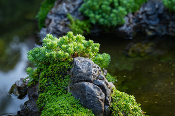 These beautifully shaped bonsai trees are displayed in a park in Ho Chi Minh City, Vietnam.