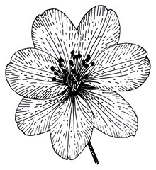 Fototapeta premium PNG Alstroemeria flower illustration drawing sketch.