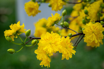 Ochna integerrima, spring manifestation of Vietnam