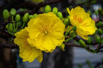 Ochna integerrima, spring manifestation of Vietnam