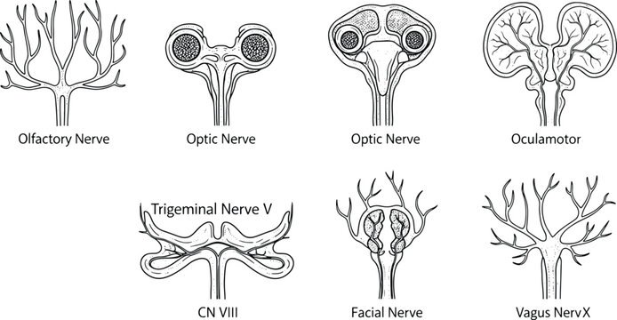 Hand-drawn anatomical illustration of major cranial nerves