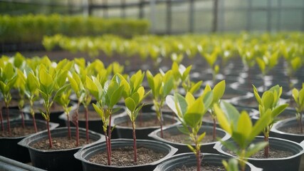 A nursery area featuring neatly arranged rows of young mangrove seedlings at early growth stages. - Powered by Adobe
