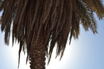 Arabian palm trunk, with or without pruning