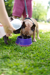 French bulldogs drinking water from bowls in park
