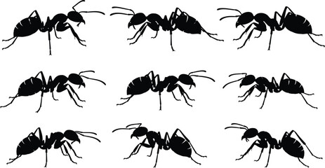 Collection of ant silhouettes showing detailed insect shapes, walking poses, black vector illustrations for biology, pest control, nature study, and educational designs