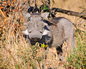 Warthog standing in dry grass on savannah, Okavango Delta, Botswana