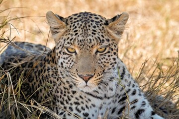 Leopard looks directly into camera lens,Okavango Delta, Botswana
