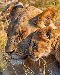 Lioness with young cub resting in golden light, Okavango Delta, Botswana
